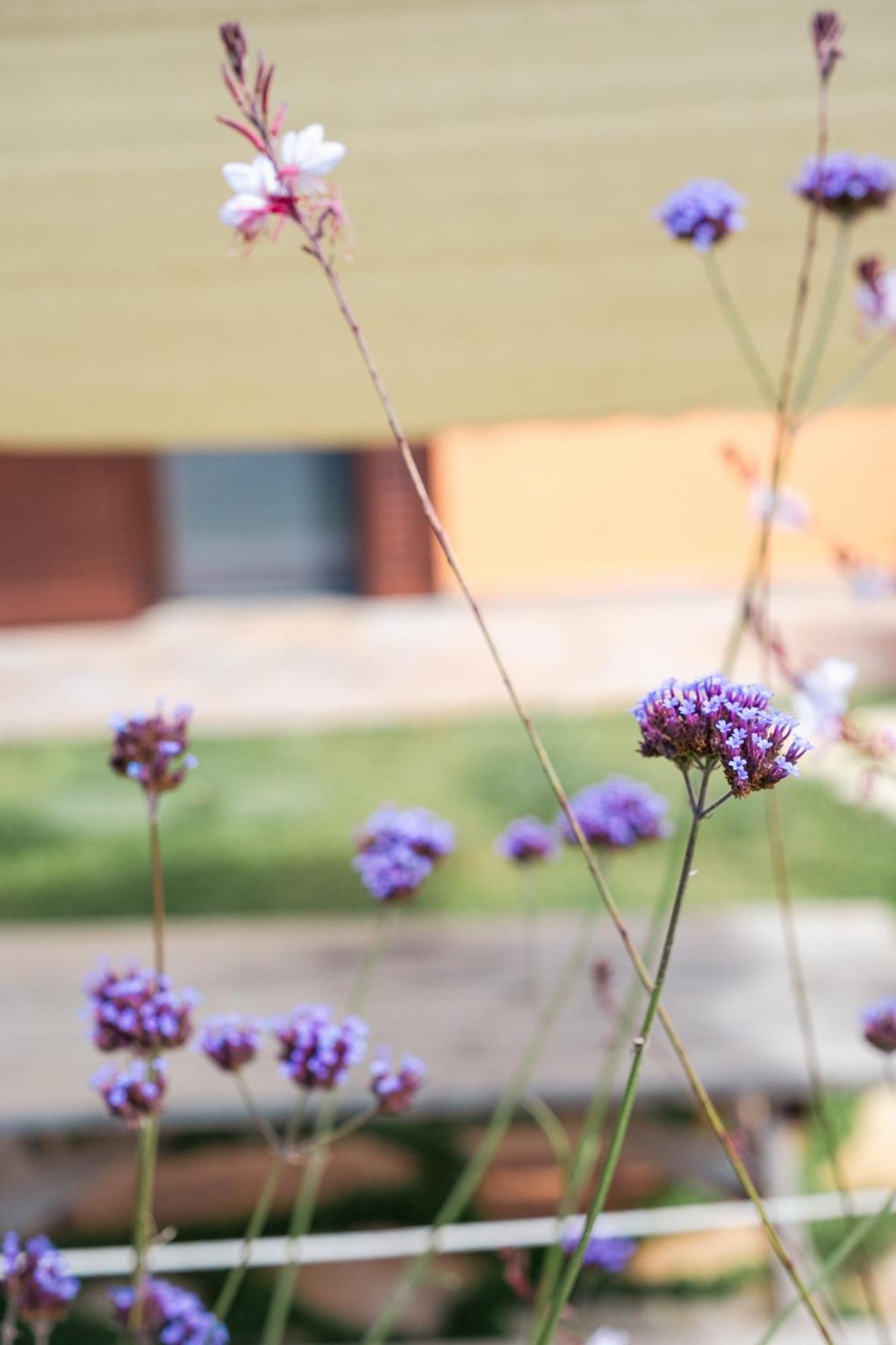 Agriturismo I Grappoli อัลเบเรเซ ภายนอก รูปภาพ